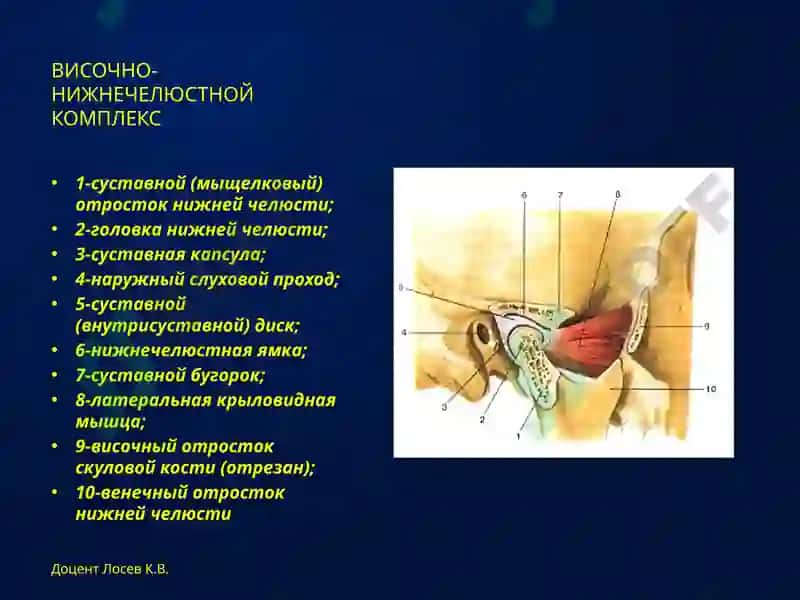 АНАТОМИЯ и биомеханика 3