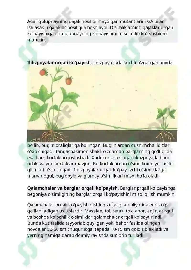 O'simliklarning vegetativ ko'payishi 3