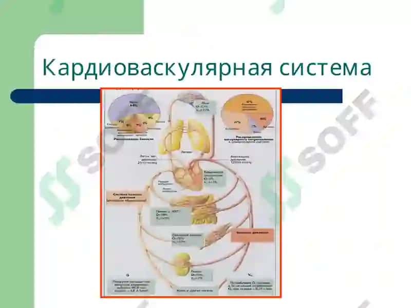 Патофизиология 3
