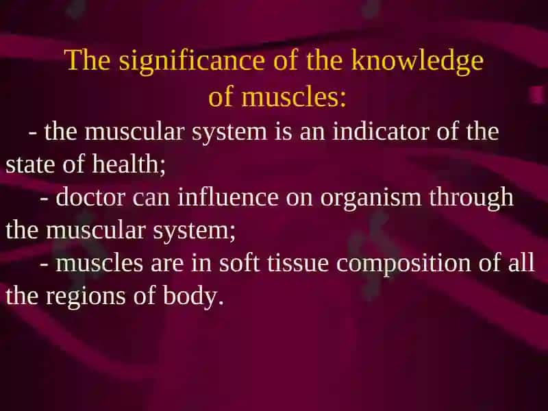 The muscular system 3