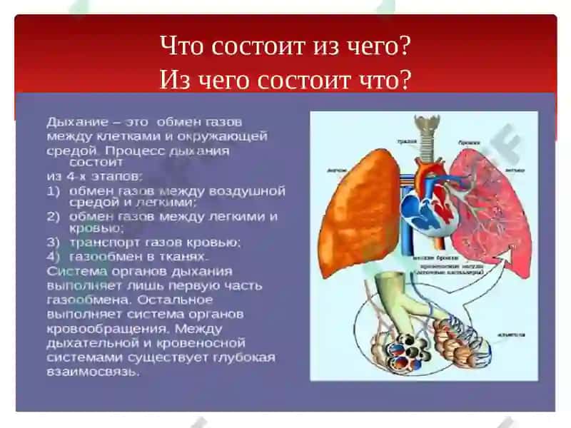 Органы дыхания 3