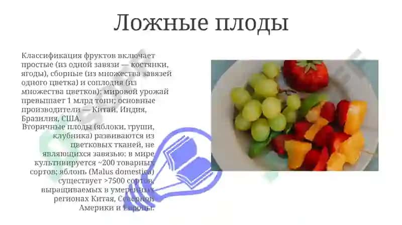 Плоды и виды плоды 3