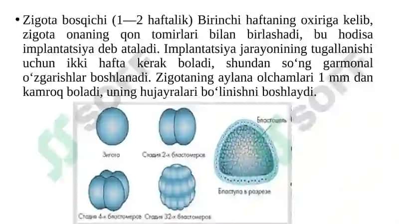 Ontogenezning ilk bosqichlari 3