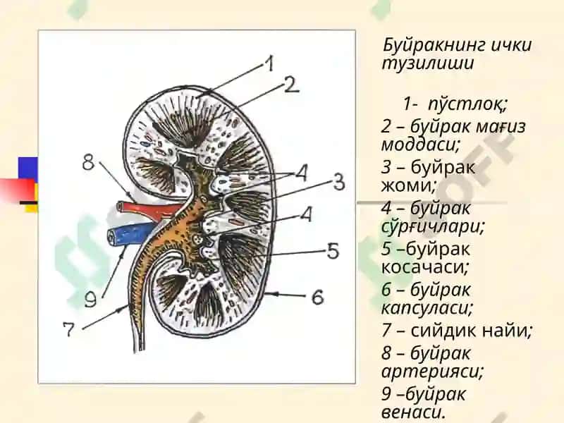 Буйрак Касалликлари 3