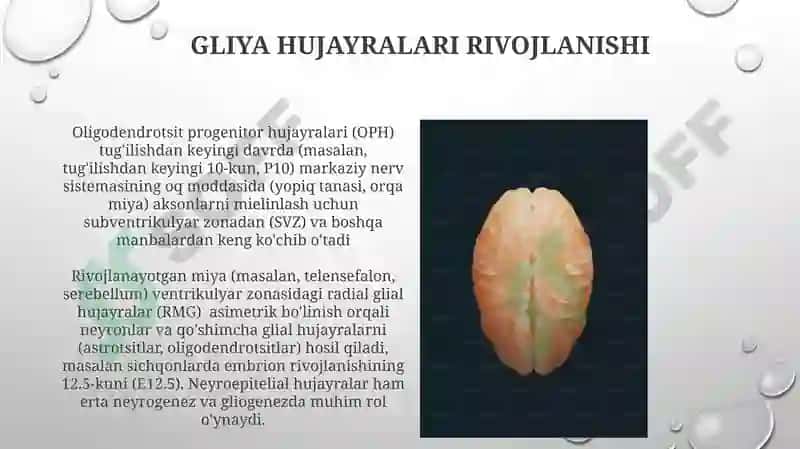 Miyacha rivojlanish anatomiyasi 3