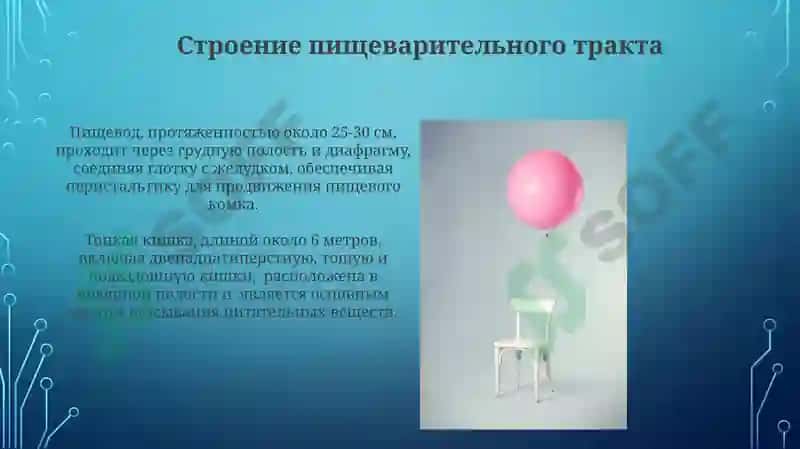 Система пищеварение 3