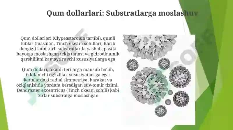 Qum dollarlari 3