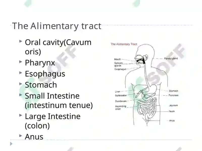 The Alimentary Tract 3