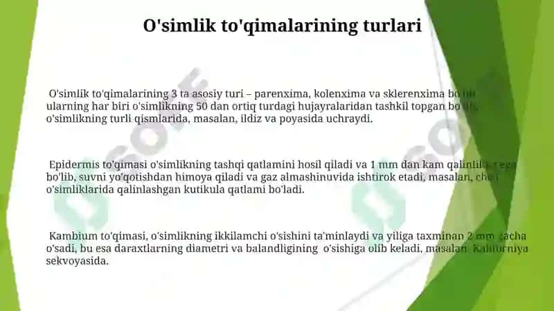 O'simlik To'qimalari 3