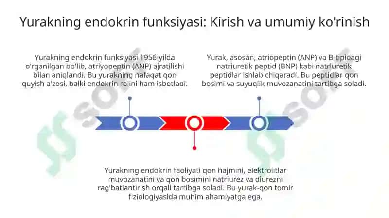 Yurakning endokrin vazifasi 3