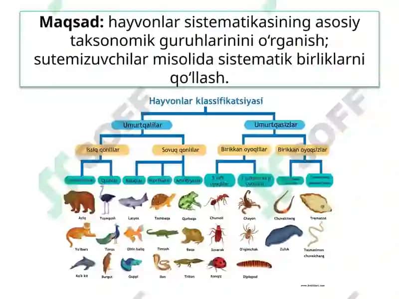 Hayvonlar Sistematikasi 3
