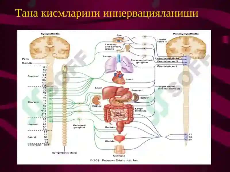 Вегетатив нерв тизими. Симпатик ва парасимпатик нервлар 3