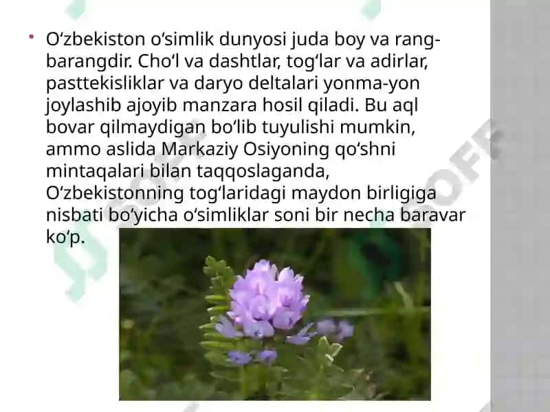 O'zbekistondagi foydali o'simliklar 3