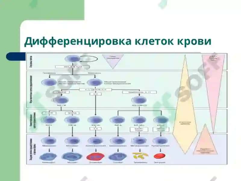 Патофизиология крови 3