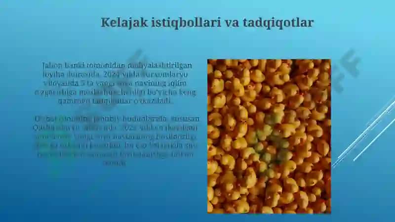 Soya seleksiyasi 3