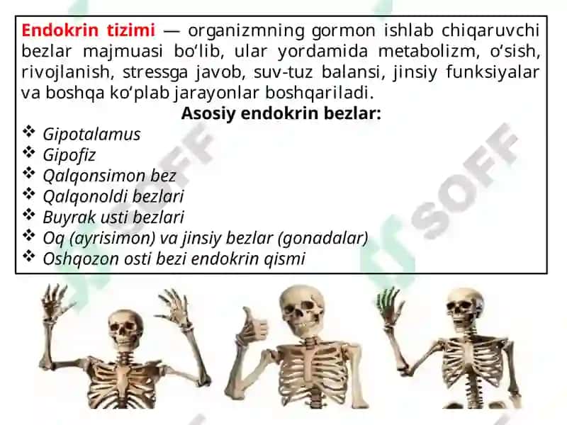 ENDOKRIN TIZIMI PATOFIZIOLOGIYASI 3