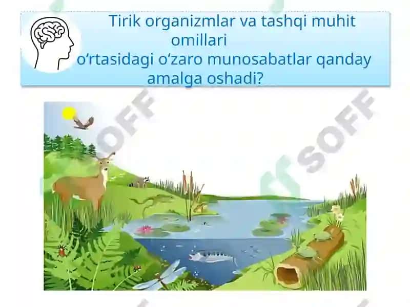 Ekosistemalardagi o‘zaromunosabatlar 3