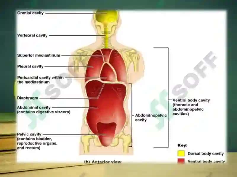 Body systems and body cavities 3