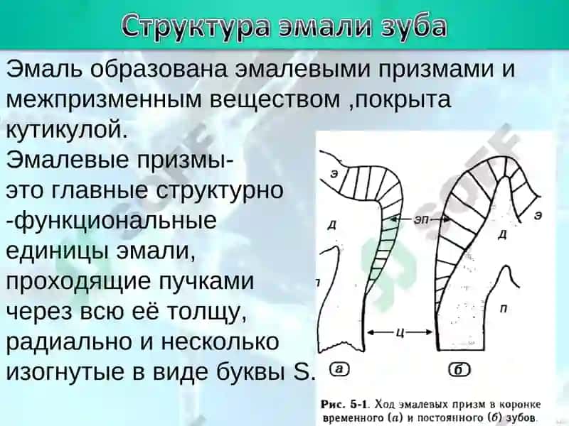Структура тканей зуба 3