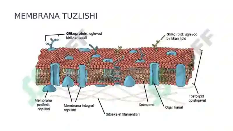 Hujayra membranasi 3