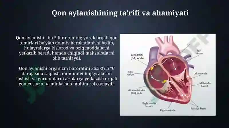Qon aylanishining ahamiyati yurak tuzilishi 3