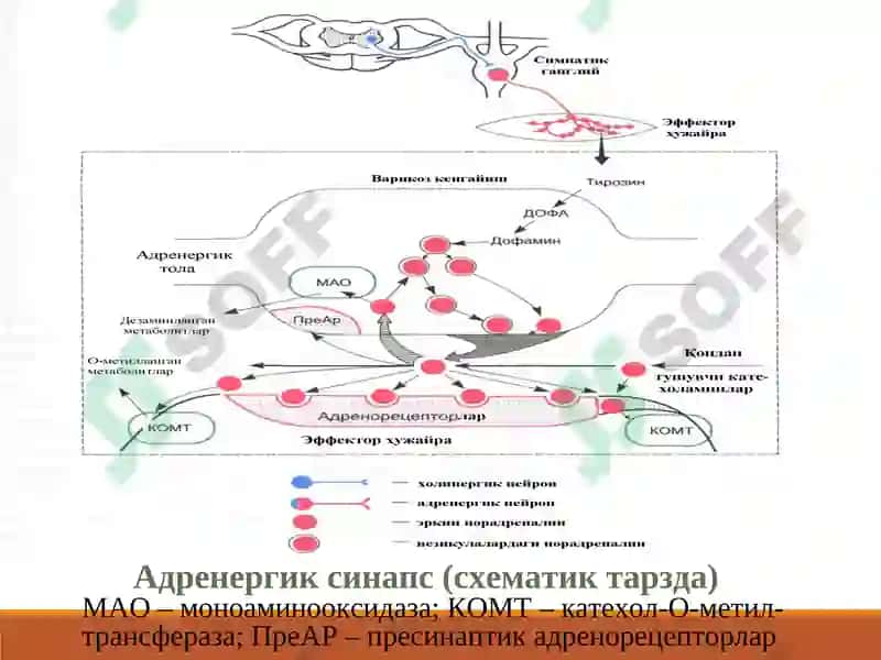 АДРЕНОМИМЕТИКЛАРСИМПАТОМИМЕТИКЛАР 3