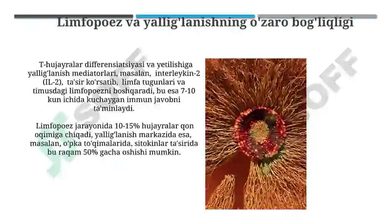 Limfotsitopoezning xususiyatlari 3