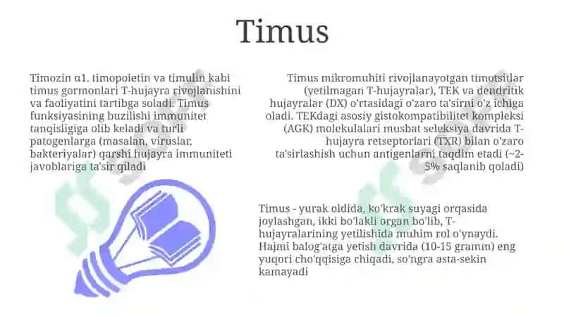 Timus 3