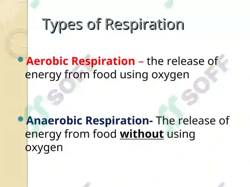 Respiration 3