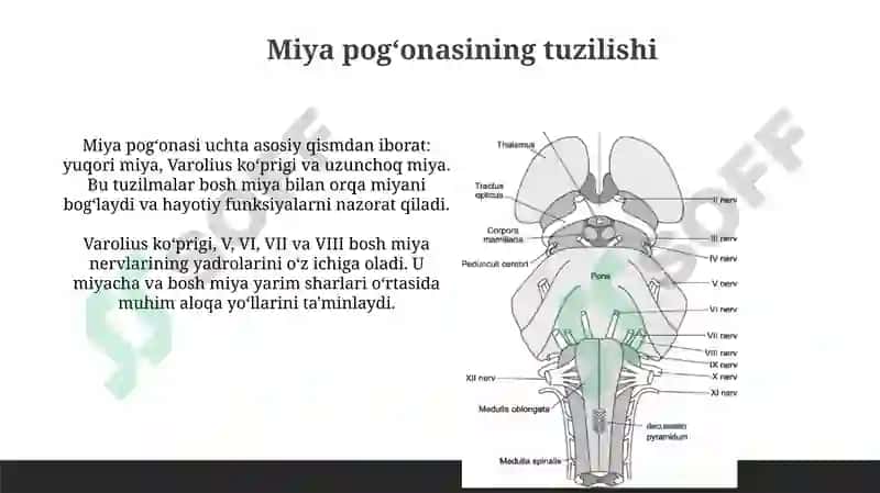 Miya pogʻonasining ahamiyati 3