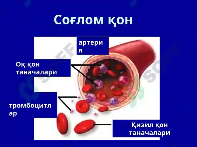 Қон яратиш тизими биокимёси 3