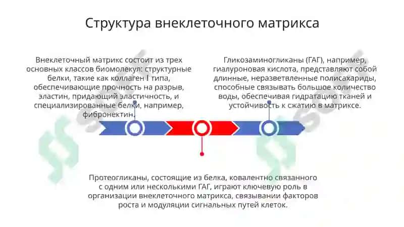 Взаимоотношения клетки и внеклеточного матрикса 3