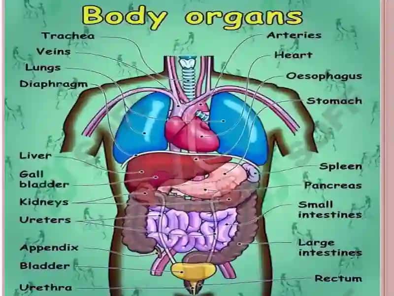 Human Body 3