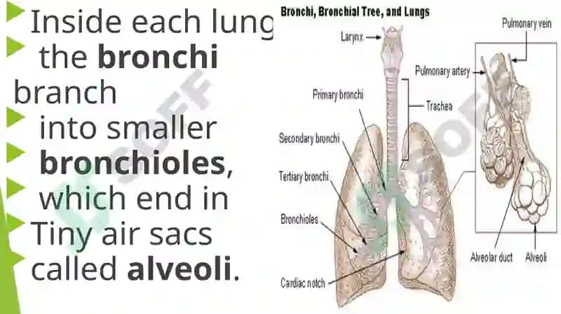 Pulmonary System 3