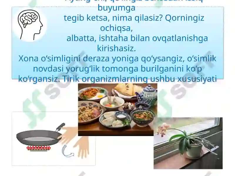 TIRIK ORGANIZMLARNING TA’SIRLANISHI 3