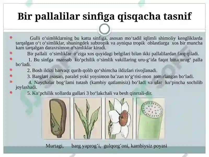 Bir Urug’Pallalilar Sinfi 3
