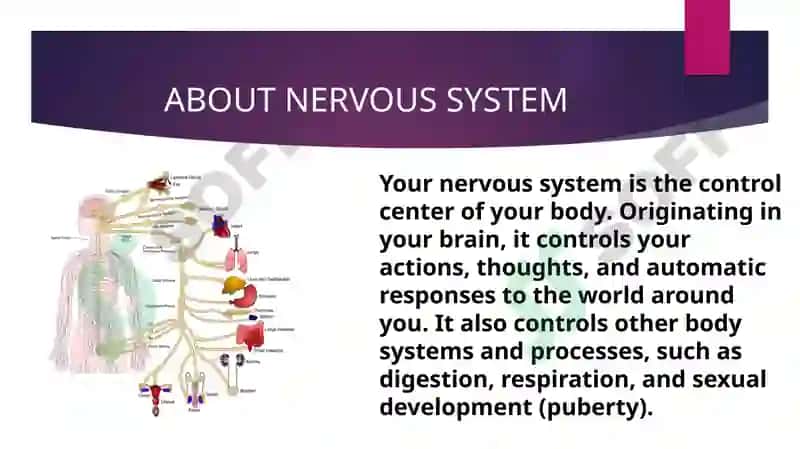 Brain and Nervous System 3