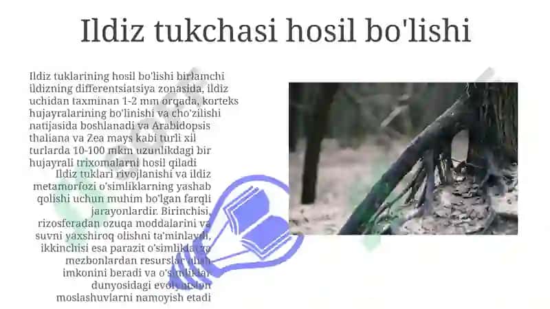 Ildiz metamorfozi 3