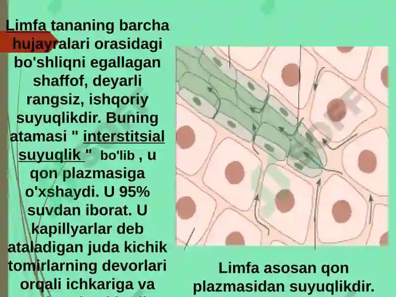 Limfa sistemasi 3
