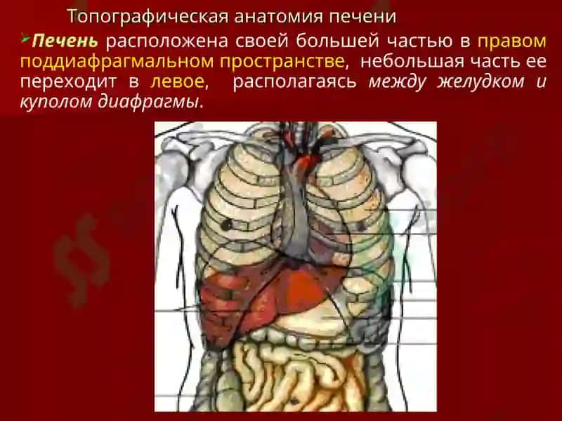 Хирургическая анатомия печени 3