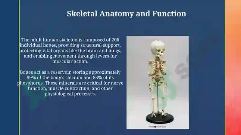 Skeleton 3