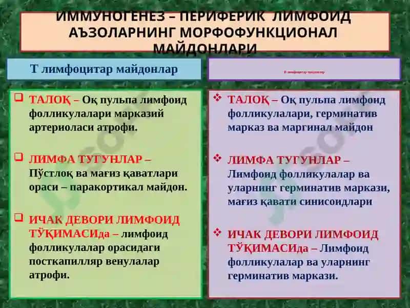 ИММУНОПАТОЛОГИЯ ЖАРАЁНЛАРИ 3