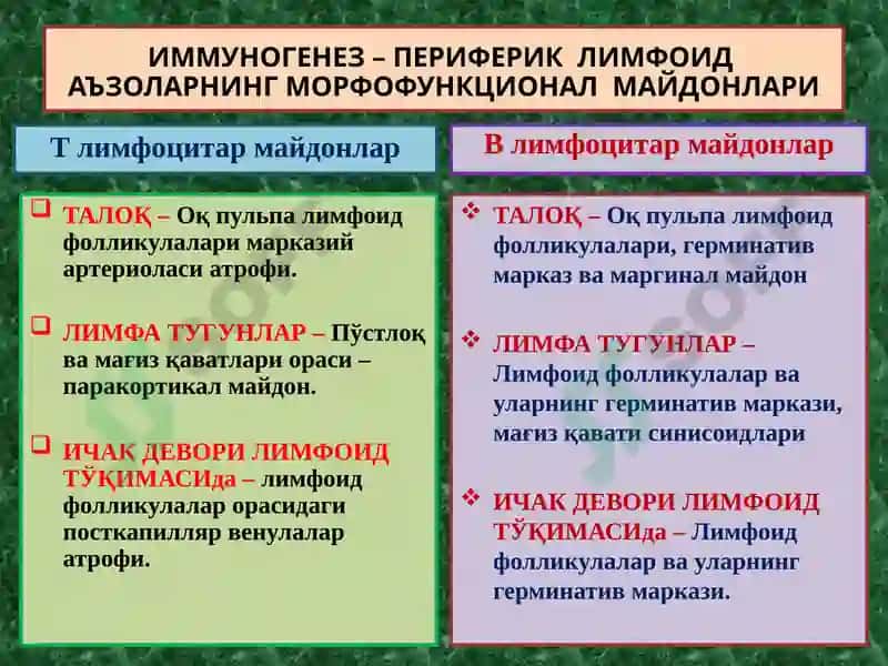 Қон айланишининг бузилиши. Артериал ва веноз тўлақонлик. Қон кетиши ва қон қуйилиши. Тромбоз. Эмболия 3