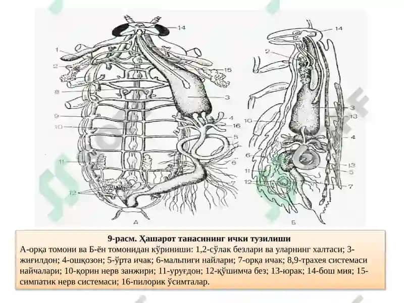 Ҳашаротларнинг овқат ҳазм қилиш тизими 3