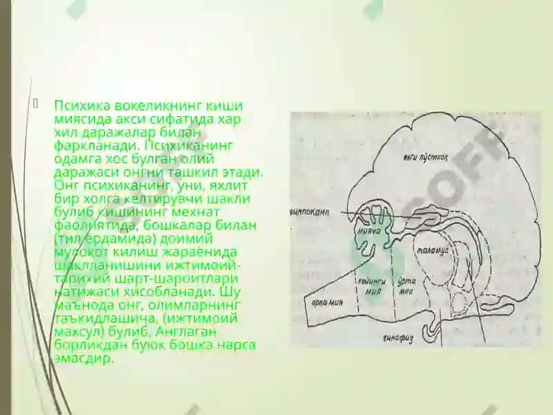 Ong psixofiziologik fenomen sifatida 3