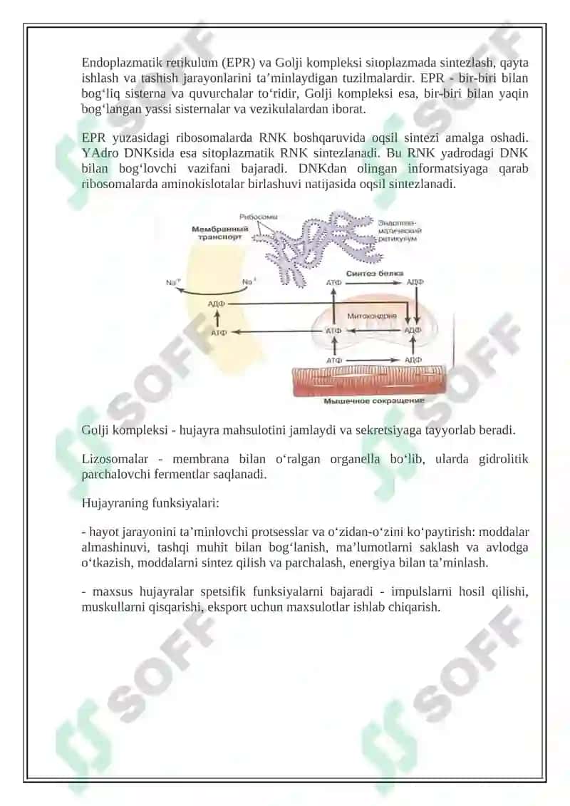 Hujayra patofiziologiyasi 3