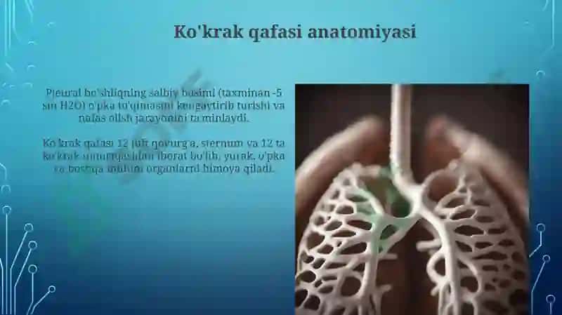 Kekirdak bronxlar, o'pka Pelevra ko'ks oralig'i anatomiyasi 3