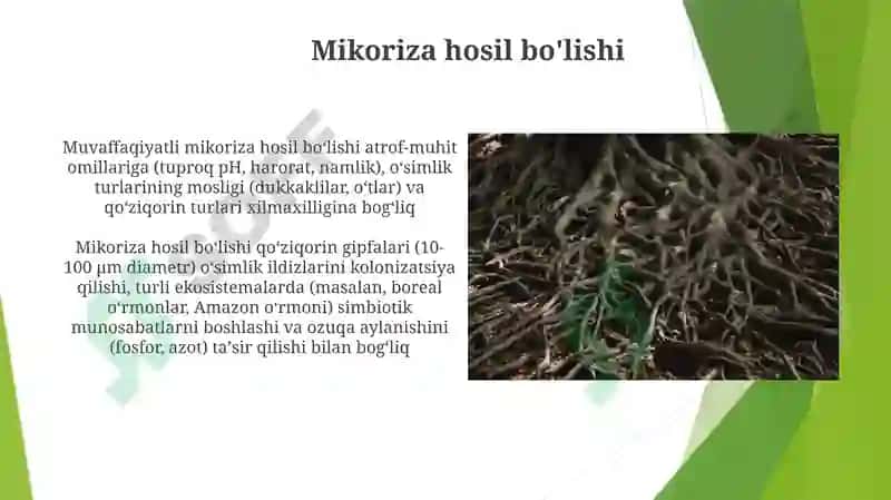 Mikoriza hosil bo'lishi 3