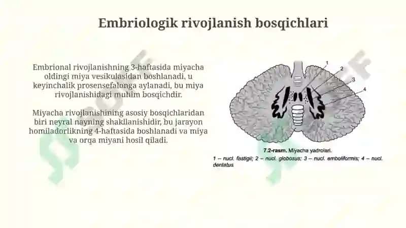 Miyachaning rivojlanish anatomiyasi 3