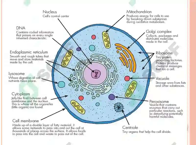 Cells 3